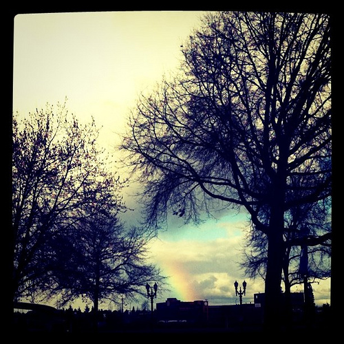 tree_instagram